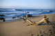 Washed up Wall Decal