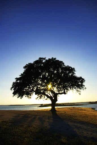 Tree Alqueva Lake Wall Decal