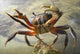 Crab Wall Decal