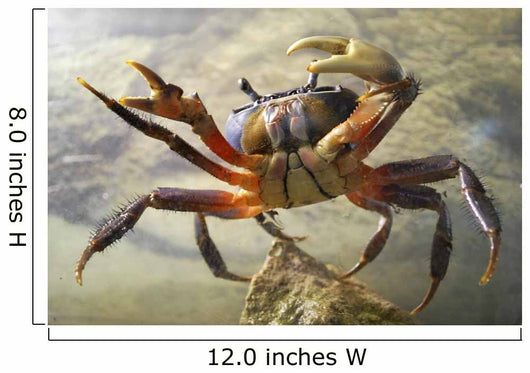 Crab Wall Decal