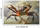 Crab Wall Decal