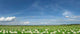 Panorama Meadow Wall Decal