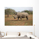 Rhino Wall Decal