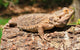 Bearded Dragon Wall Decal Design 1