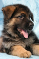 German Shepherd Puppy Wall Decal