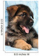 German Shepherd Puppy Wall Decal