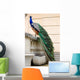Peacock Wall Decal Design 3