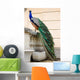 Peacock Wall Decal Design 3