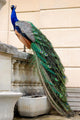 Peacock Wall Decal Design 3
