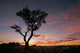 Acacia Tree Silhouette Wall Decal