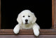 Adorable Young Golden Retriever Wall Decal