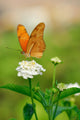 Julia Butterfly Wall Decal