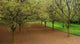 Walnut Wall Decal