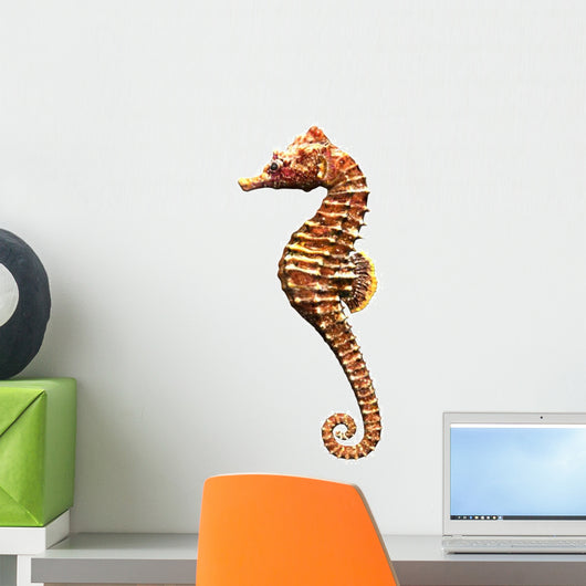 Hippocampe 3D Sea Horse Wall Decal