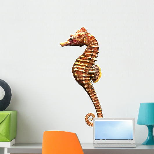 Hippocampe 3D Sea Horse Wall Decal