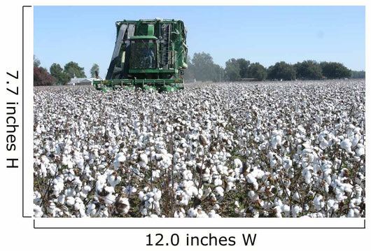 Cotton Picking Wall Decal