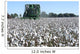 Cotton Picking Wall Decal