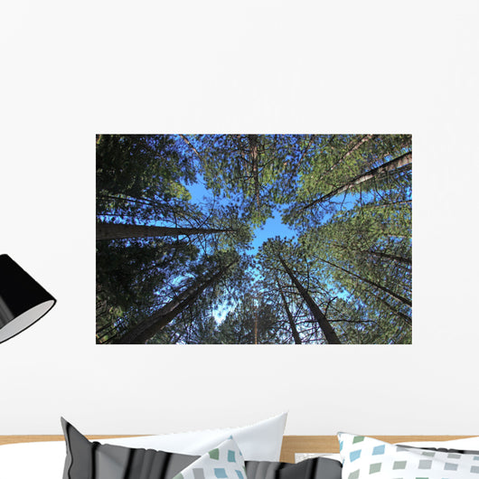 Extremely Tall Pine Trees Wall Decal