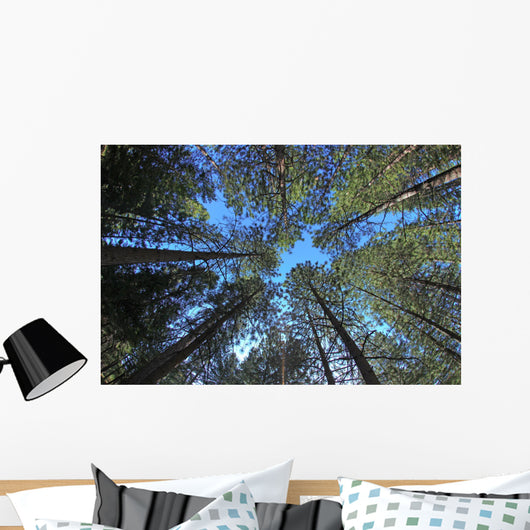 Extremely Tall Pine Trees Wall Decal