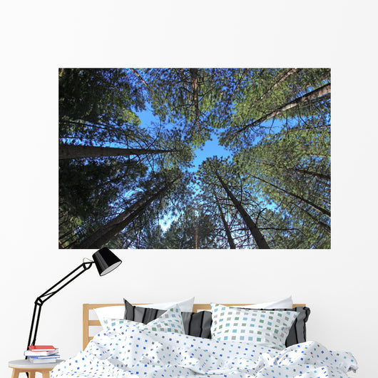 Extremely Tall Pine Trees Wall Decal