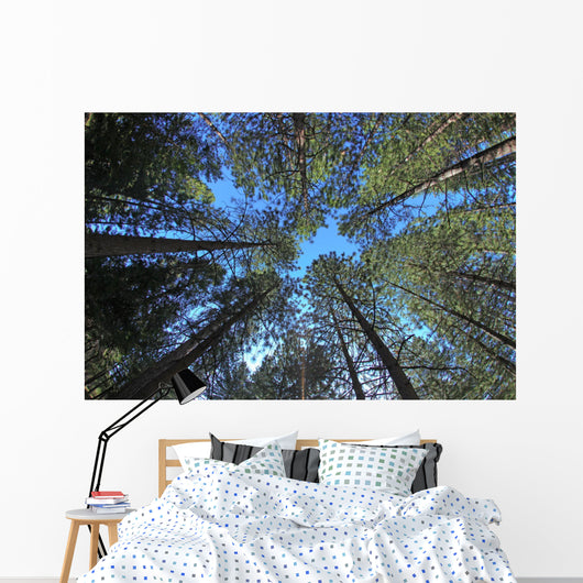 Extremely Tall Pine Trees Wall Decal