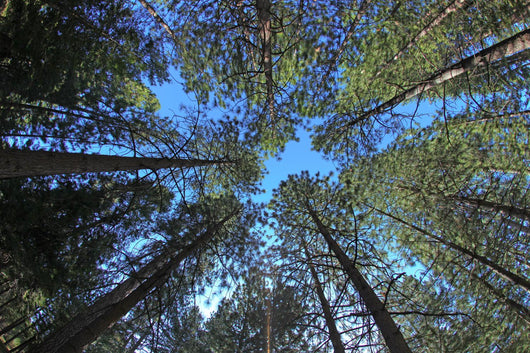 Extremely Tall Pine Trees Wall Decal