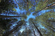 Extremely Tall Pine Trees Wall Decal