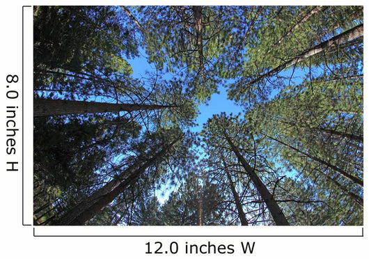 Extremely Tall Pine Trees Wall Decal
