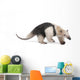 Collared Anteater Wall Decal Design 1