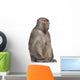 Baboon Simia Hamadryas Wall Decal
