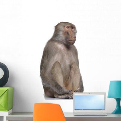 Baboon Simia Hamadryas Wall Decal shown on a wall