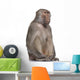 Baboon Simia Hamadryas Wall Decal