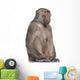 Baboon Simia Hamadryas Wall Decal
