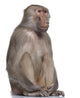 Baboon Simia Hamadryas Wall Decal