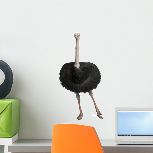 Male Ostrich Struthio Camelus Wall Decal