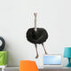Male Ostrich Struthio Camelus Wall Decal