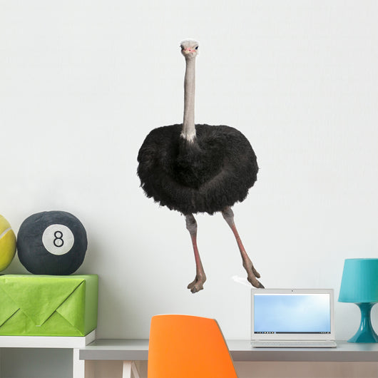 Male Ostrich Struthio Camelus Wall Decal