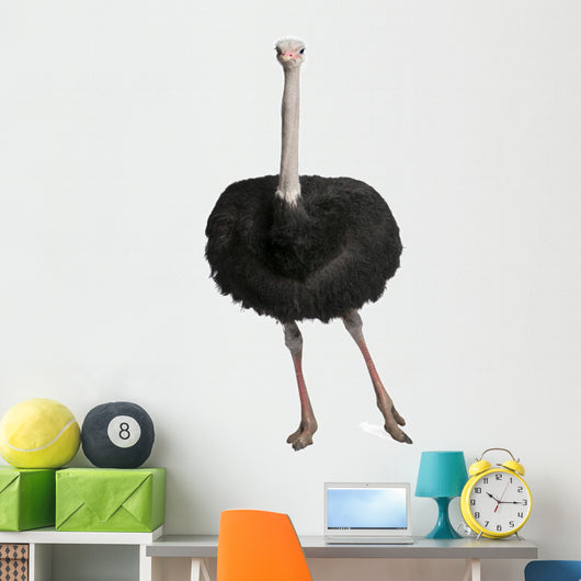 Male Ostrich Struthio Camelus Wall Decal
