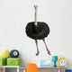 Male Ostrich Struthio Camelus Wall Decal