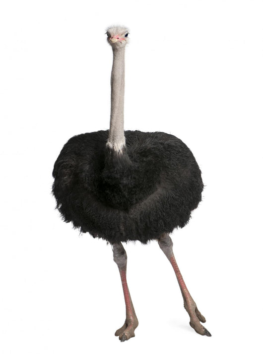 Male Ostrich Struthio Camelus Wall Decal