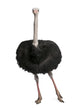 Male Ostrich Struthio Camelus Wall Decal