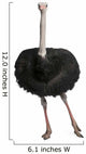 Male Ostrich Struthio Camelus Wall Decal