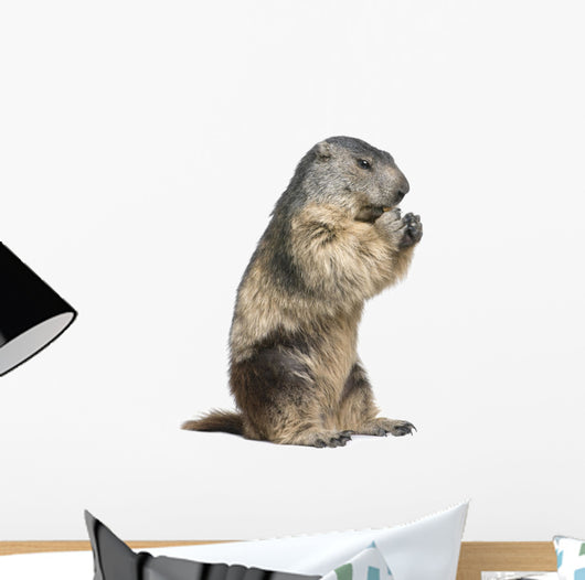 Groundhog Wall Decal