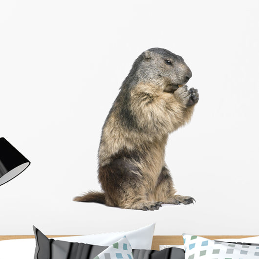 Groundhog Wall Decal