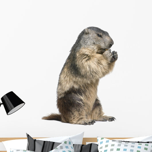 Groundhog Wall Decal