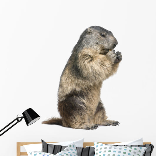 Groundhog Wall Decal