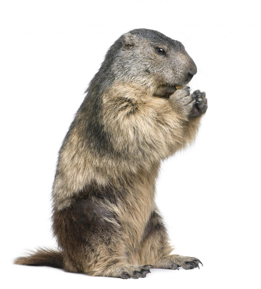 Groundhog Wall Decal