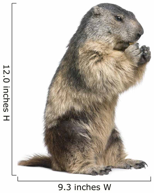 Groundhog Wall Decal