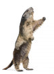 Alpine Marmot Wall Decal Design 2