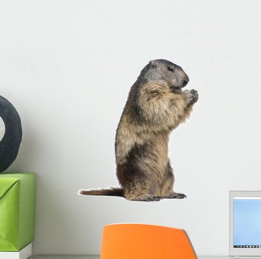 Alpine Marmot Marmota Marmota Wall Decal